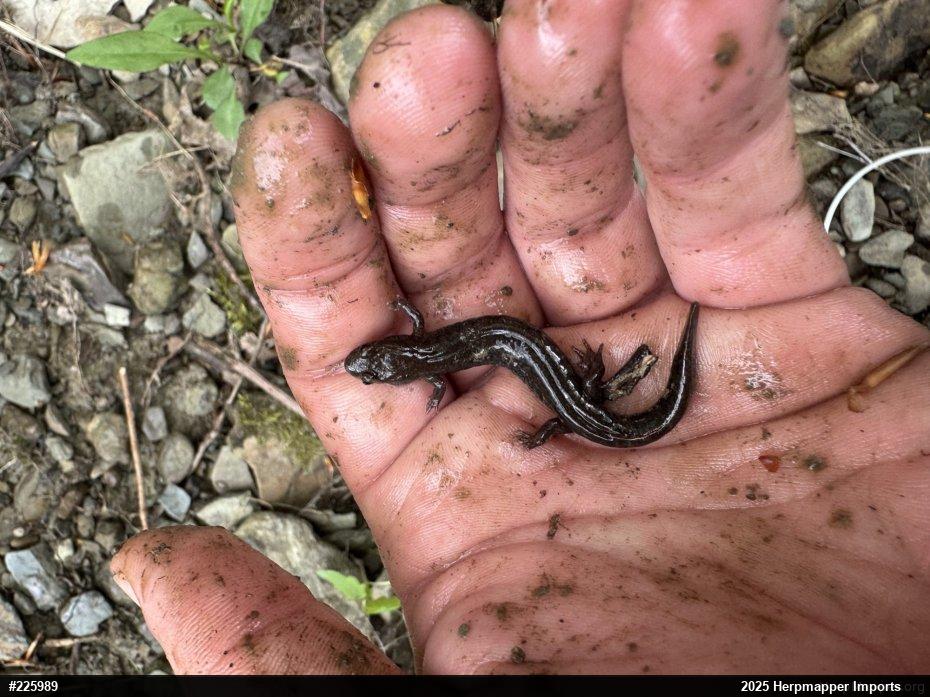Northern Dusky Salamander