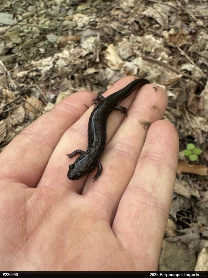 Allegheny Mountain Dusky Salamander