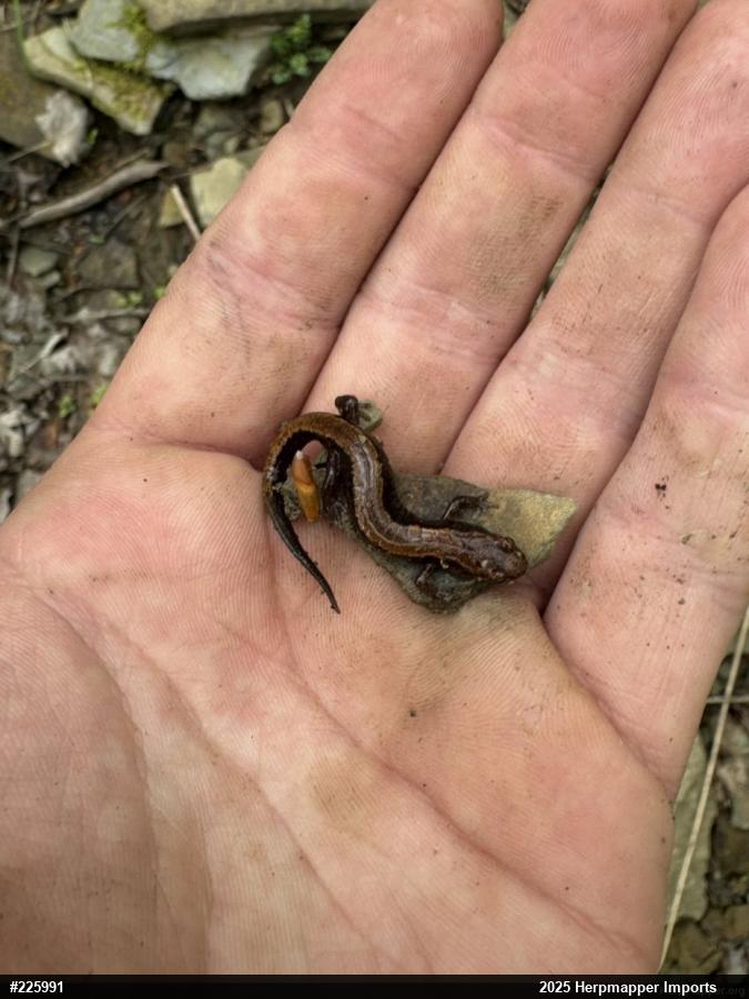 Allegheny Mountain Dusky Salamander