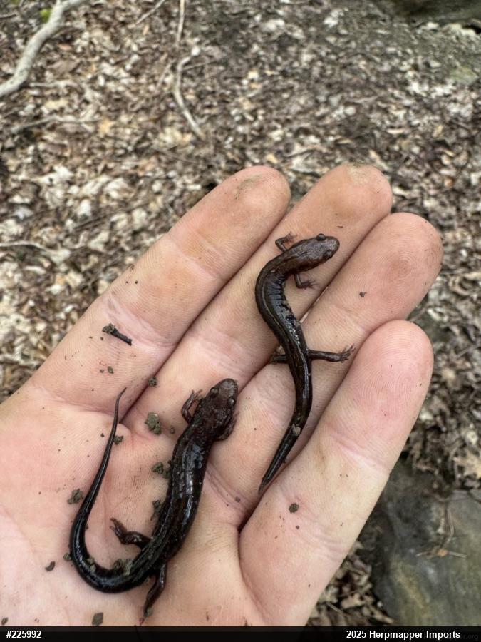 Allegheny Mountain Dusky Salamander