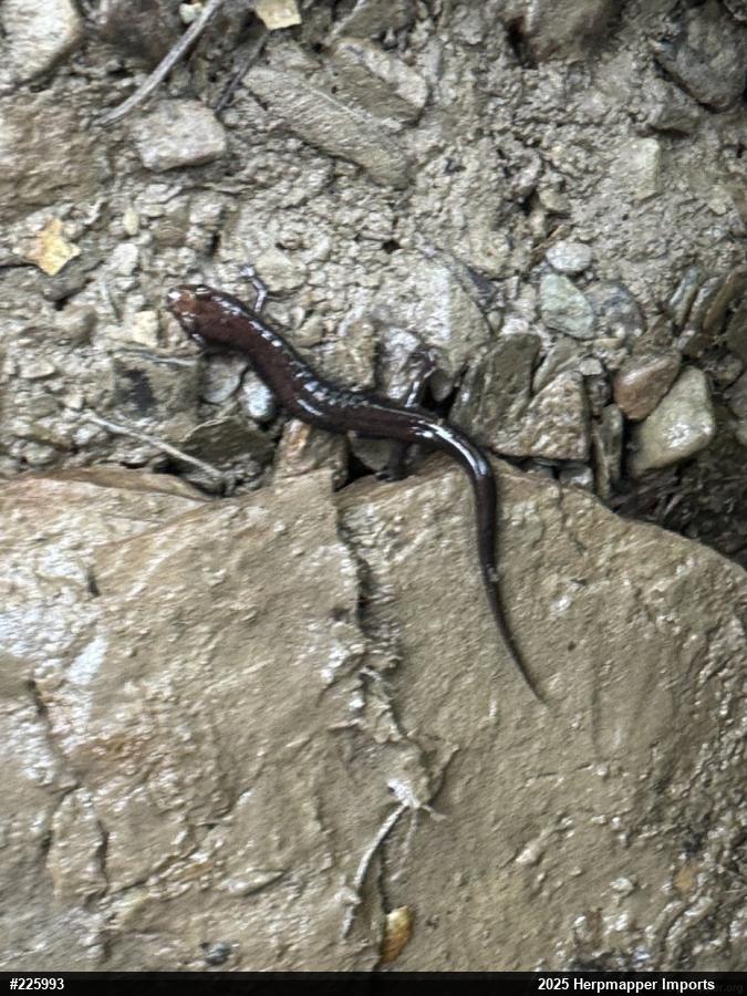 Allegheny Mountain Dusky Salamander