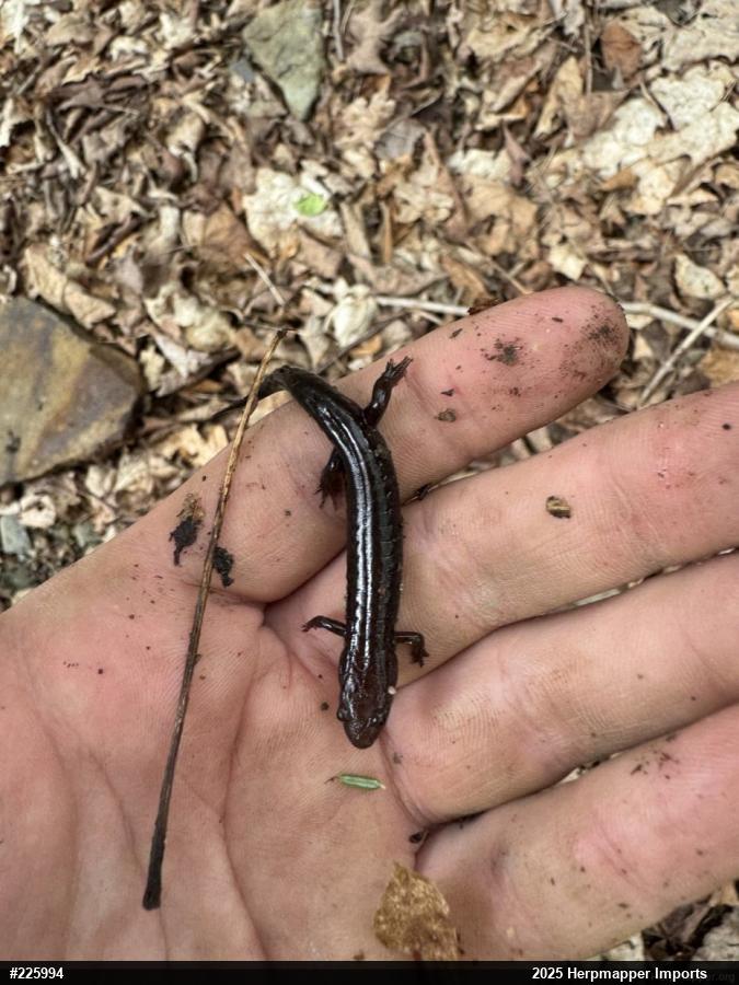 Allegheny Mountain Dusky Salamander