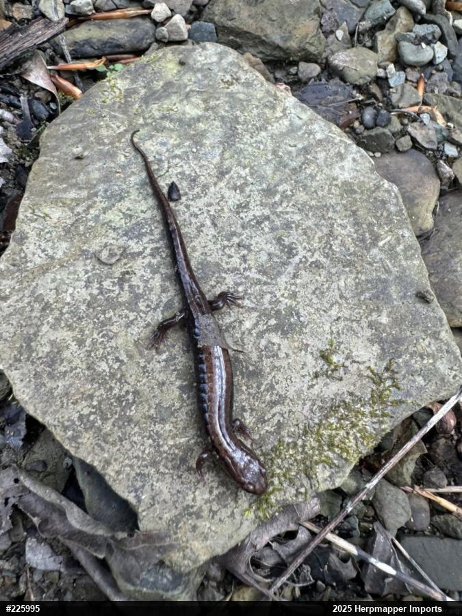Allegheny Mountain Dusky Salamander