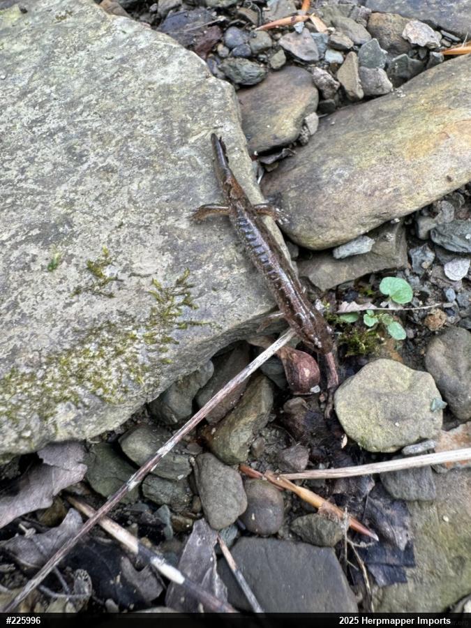 Northern Dusky Salamander