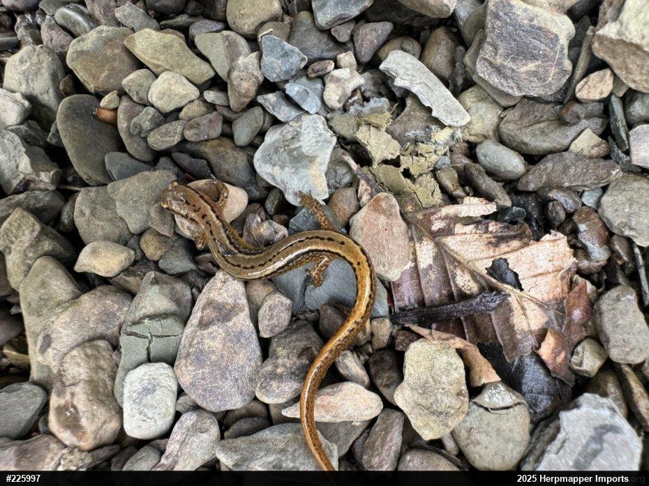 Northern Two-lined Salamander