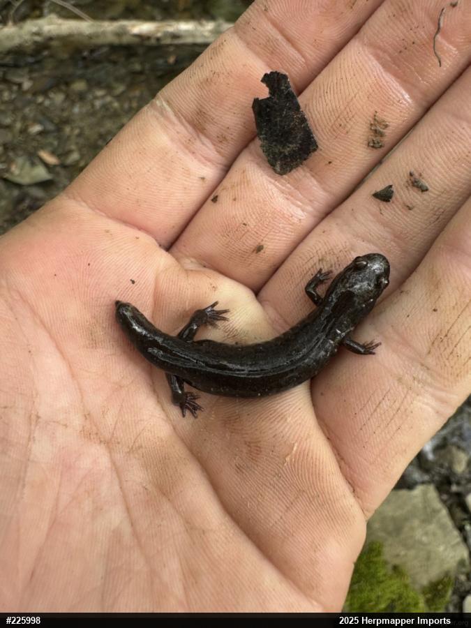 Allegheny Mountain Dusky Salamander