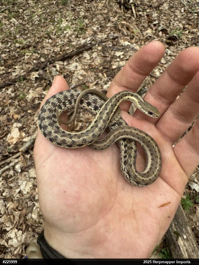 Eastern Gartersnake