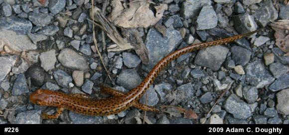 Eastern Long-tailed Salamander