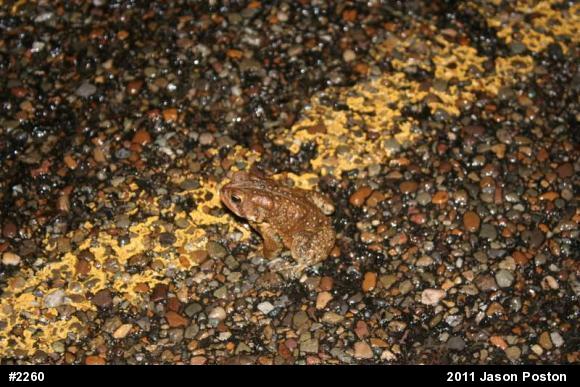 Eastern American Toad
