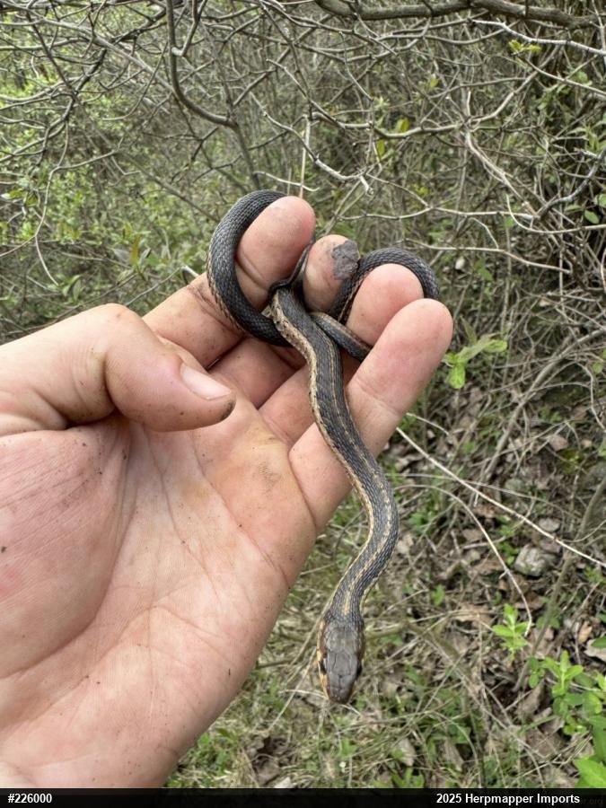 Eastern Gartersnake