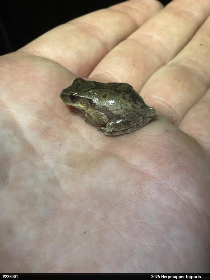 Spring Peeper