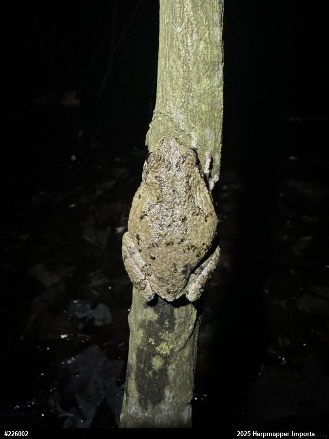 Unknown Gray Treefrog