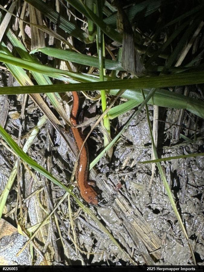 Eastern Red-backed  Salamander