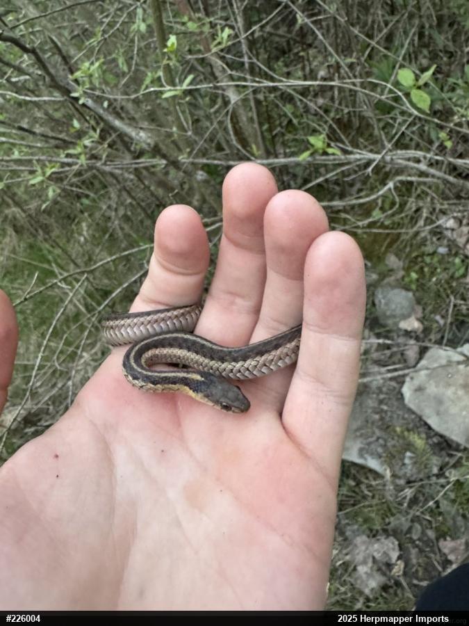Eastern Gartersnake