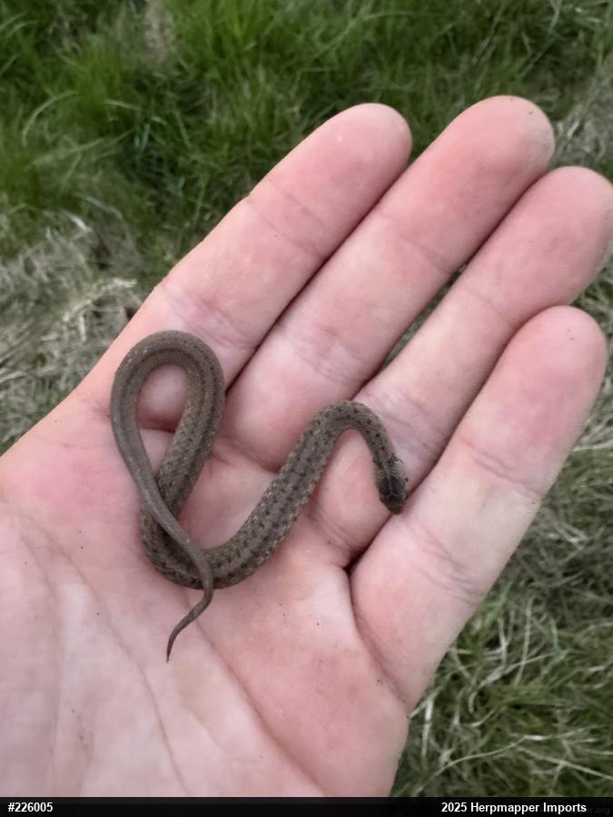 Dekay's Brownsnake