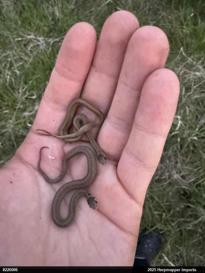 Dekay's Brownsnake