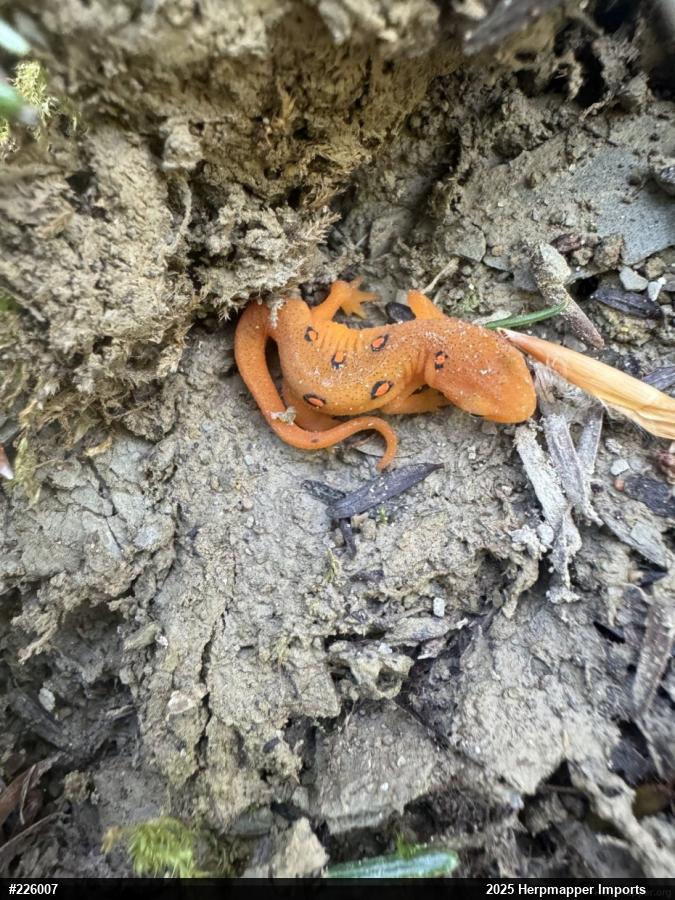 Red-spotted Newt