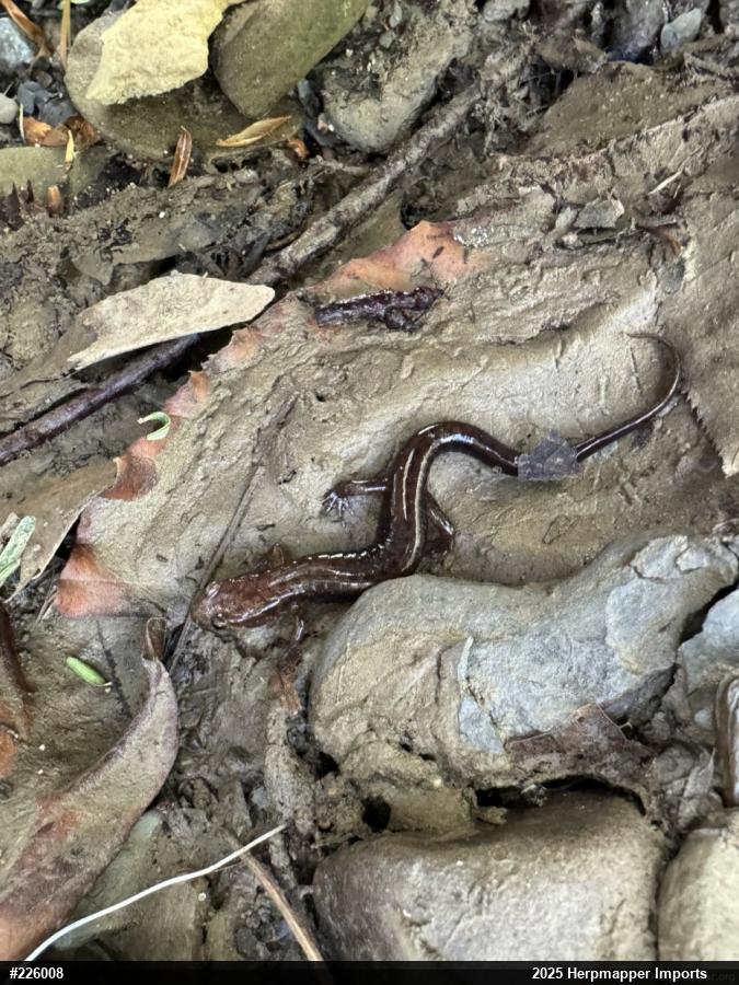 Allegheny Mountain Dusky Salamander
