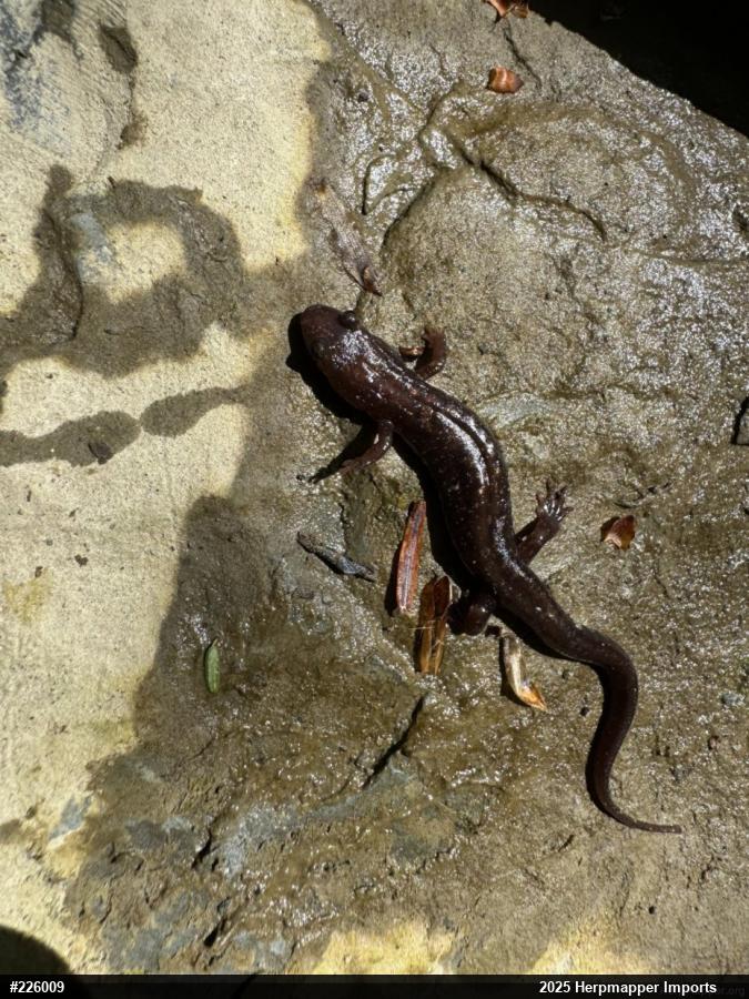 Allegheny Mountain Dusky Salamander