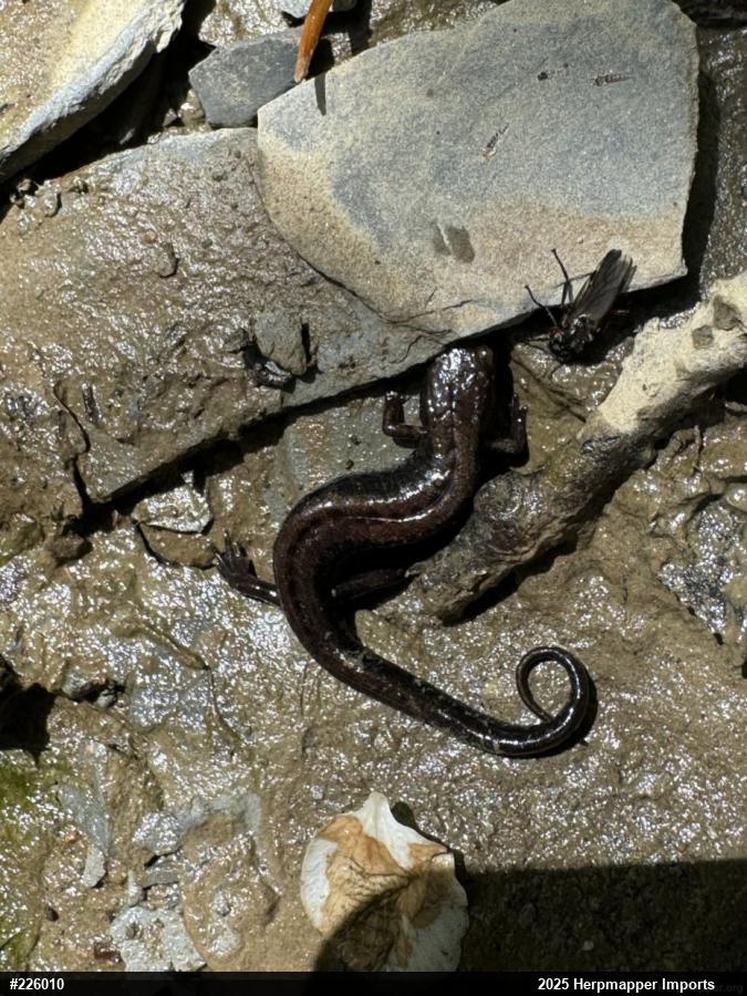 Allegheny Mountain Dusky Salamander