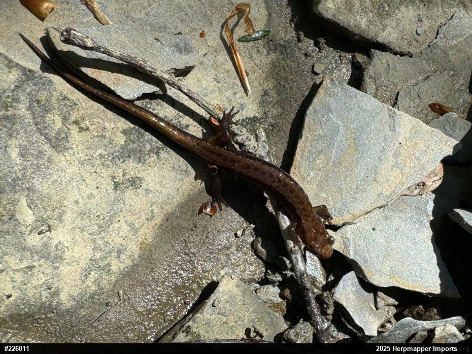 Allegheny Mountain Dusky Salamander
