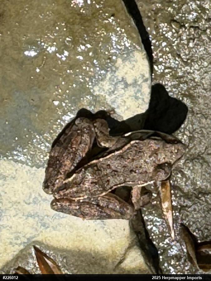 Wood Frog