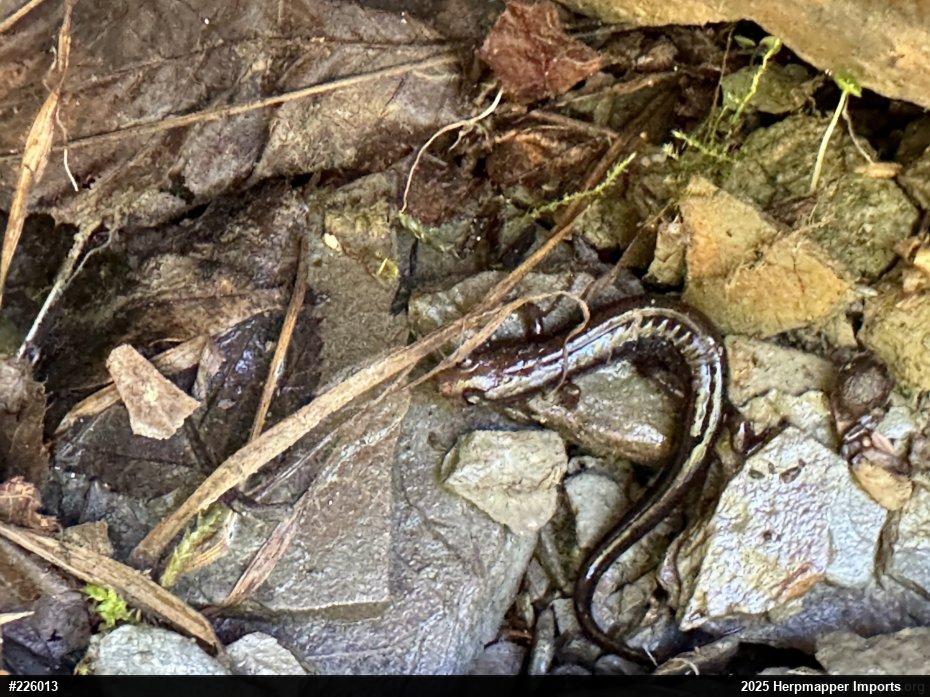 Allegheny Mountain Dusky Salamander