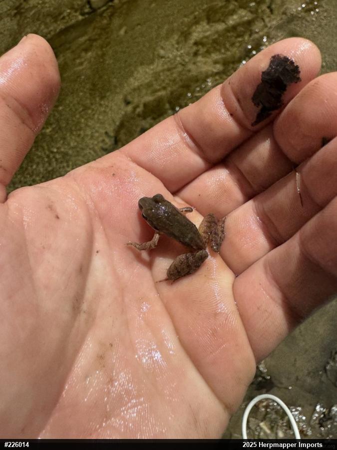Wood Frog