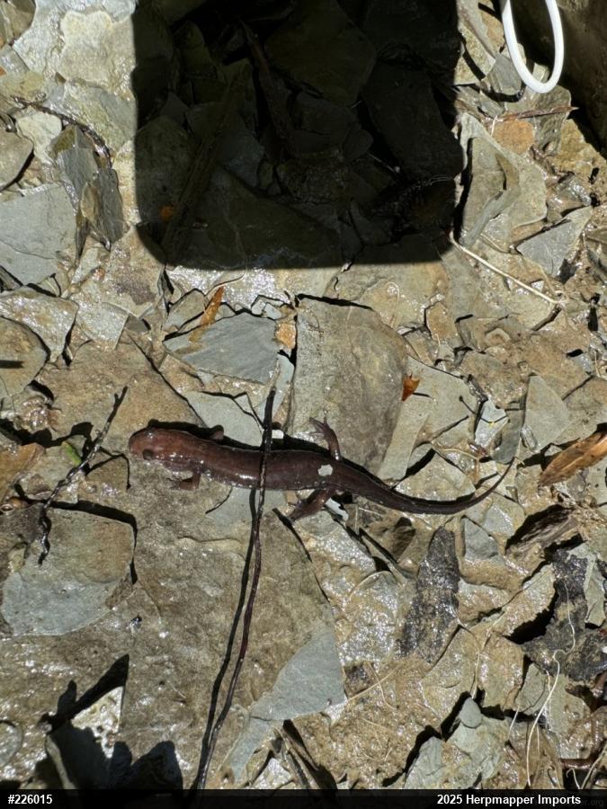 Allegheny Mountain Dusky Salamander