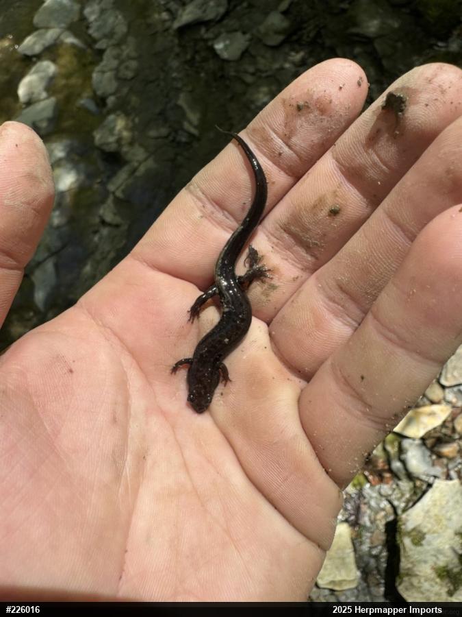 Allegheny Mountain Dusky Salamander