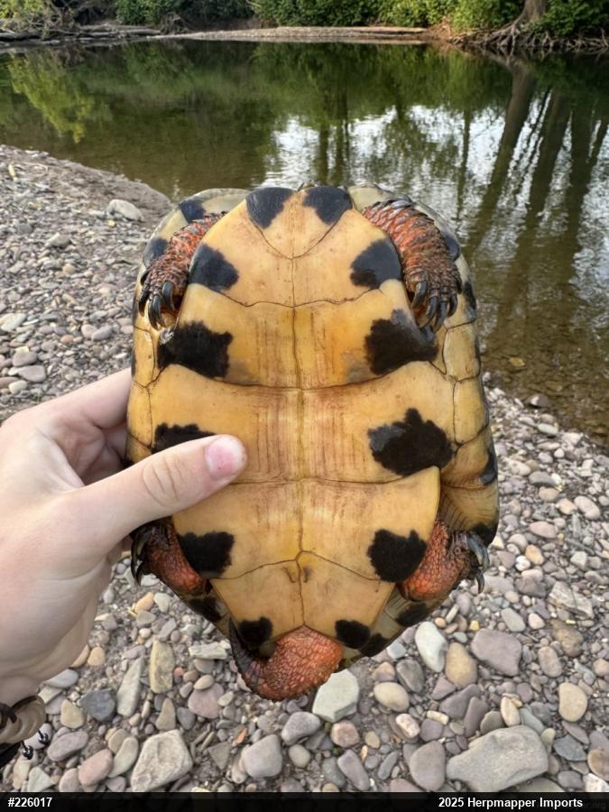Wood Turtle