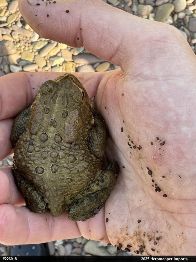 Eastern American Toad