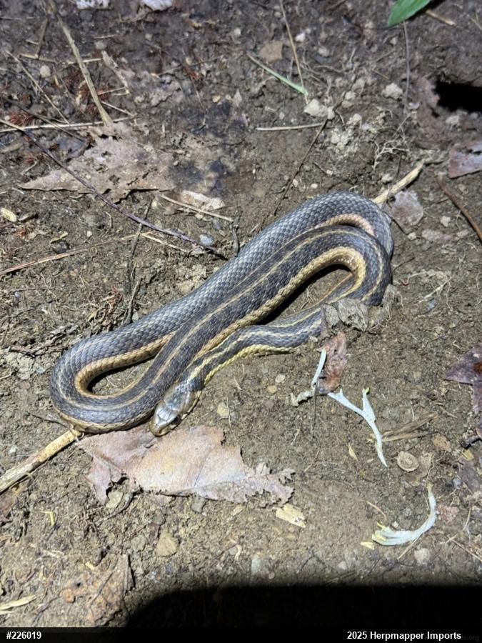 Eastern Gartersnake