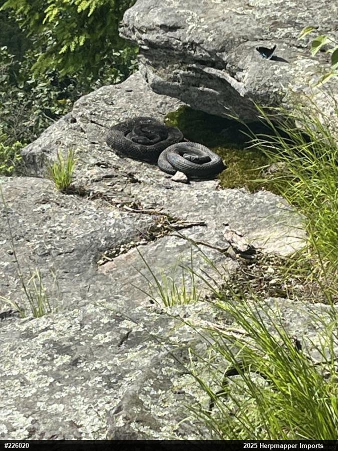 Timber Rattlesnake