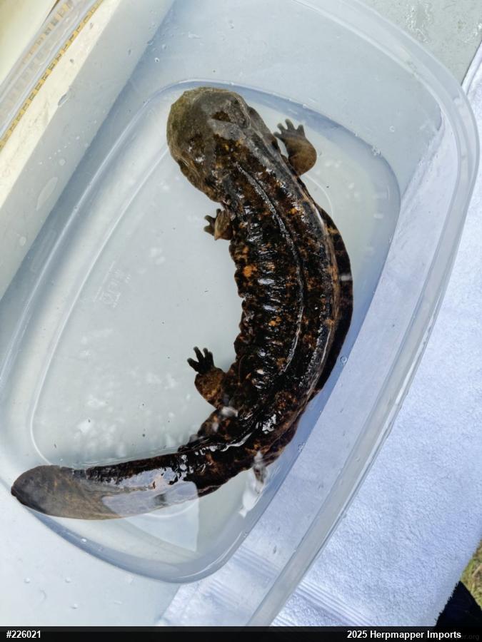 Eastern Hellbender