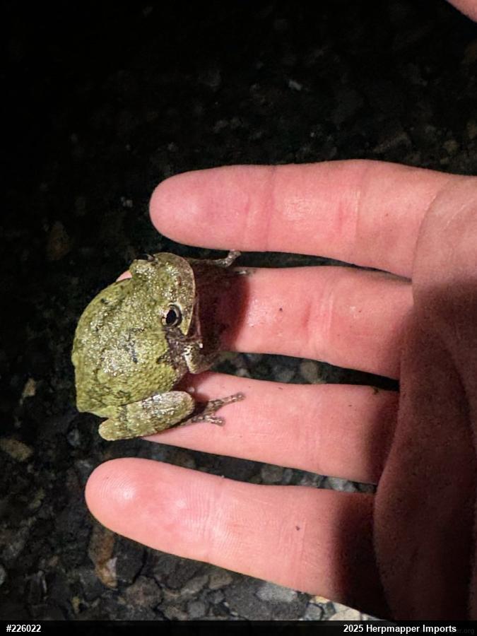 Unknown Gray Treefrog