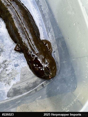 Eastern Hellbender