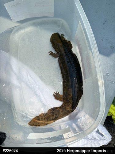 Eastern Hellbender