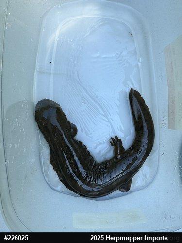 Eastern Hellbender