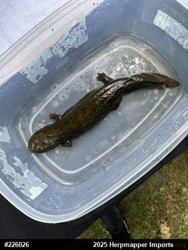 Eastern Hellbender