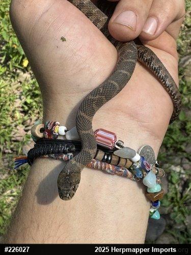 Northern Watersnake