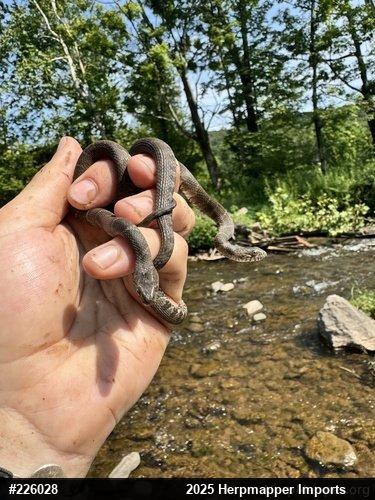 Northern Watersnake
