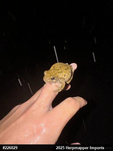 Unknown Gray Treefrog