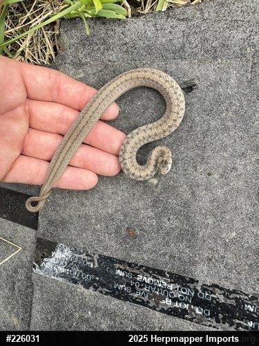 Dekay's Brownsnake