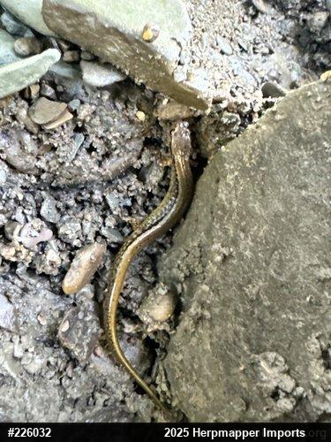 Northern Two-lined Salamander