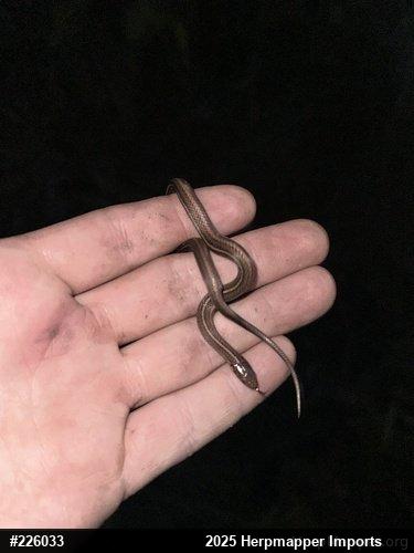 Shorthead Gartersnake