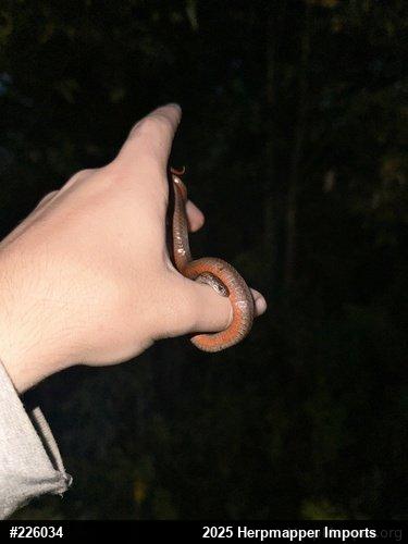 Red-bellied Snake