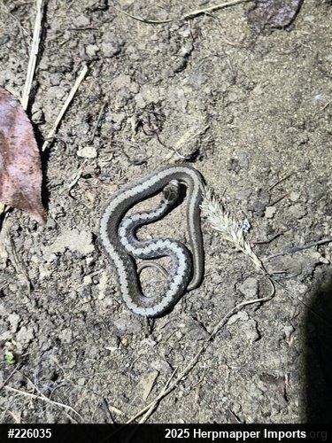 Dekay's Brownsnake