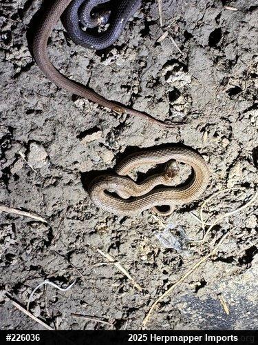 Dekay's Brownsnake