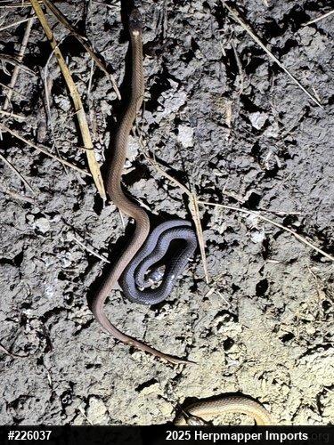 Red-bellied Snake